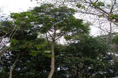 Ailanthus triphysa